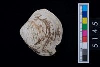 藏品(松山層貝塚-蛤)的圖片