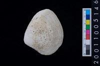 藏品(松山層貝塚-蛤)的圖片