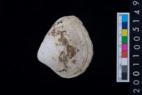 藏品(松山層貝塚-蛤)的圖片