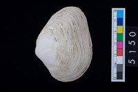 藏品(松山層貝塚-蛤)的圖片