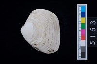 藏品(松山層貝塚-蛤)的圖片