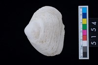 藏品(松山層貝塚-蛤)的圖片