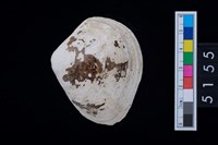 藏品(松山層貝塚-蛤)的圖片