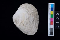 藏品(松山層貝塚-蛤)的圖片