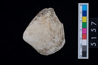 藏品(松山層貝塚-蛤)的圖片