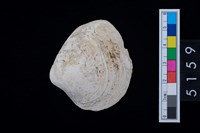 藏品(松山層貝塚-蛤)的圖片