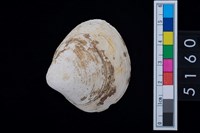 藏品(松山層貝塚-蛤)的圖片