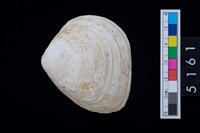 藏品(松山層貝塚-蛤)的圖片