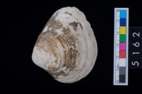 藏品(松山層貝塚-蛤)的圖片