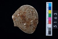 藏品(松山層貝塚-蛤)的圖片