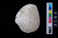 藏品(松山層貝塚-蛤)的圖片