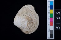 藏品(松山層貝塚-蛤)的圖片