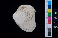 藏品(松山層貝塚-蛤)的圖片