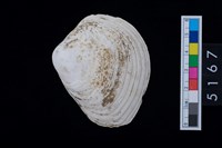 藏品(松山層貝塚-蛤)的圖片