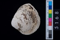 藏品(松山層貝塚-蛤)的圖片