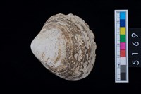 藏品(松山層貝塚-蛤)的圖片