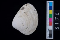 藏品(松山層貝塚-蛤)的圖片