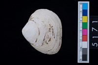 藏品(松山層貝塚-蛤)的圖片