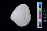 藏品(松山層貝塚-蛤)的圖片