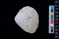 藏品(松山層貝塚-蛤)的圖片