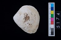 藏品(松山層貝塚-蛤)的圖片