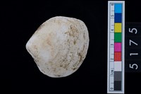 藏品(松山層貝塚-蛤)的圖片