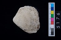 藏品(松山層貝塚-蛤)的圖片