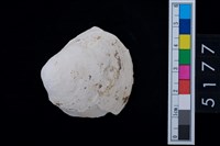 藏品(松山層貝塚-蛤)的圖片