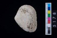 藏品(松山層貝塚-蛤)的圖片