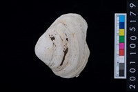 藏品(松山層貝塚-蛤)的圖片