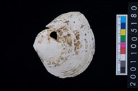 藏品(松山層貝塚-蛤)的圖片