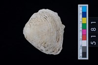 藏品(松山層貝塚-蛤)的圖片