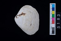 藏品(松山層貝塚-蛤)的圖片