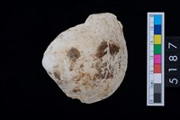 藏品(松山層貝塚-蛤)的圖片