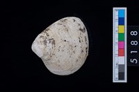 藏品(松山層貝塚-蛤)的圖片