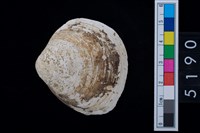 藏品(松山層貝塚-蛤)的圖片