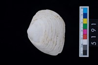 藏品(松山層貝塚-蛤)的圖片