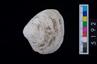 藏品(松山層貝塚-蛤)的圖片