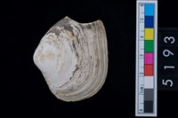 藏品(松山層貝塚-蛤)的圖片