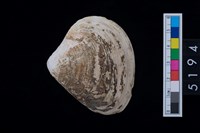 藏品(松山層貝塚-蛤)的圖片