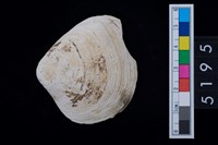 藏品(松山層貝塚-蛤)的圖片