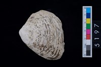 藏品(松山層貝塚-蛤)的圖片