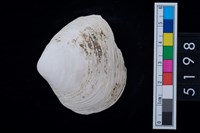 藏品(松山層貝塚-蛤)的圖片