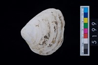 藏品(松山層貝塚-蛤)的圖片