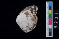 藏品(蛤)的圖片