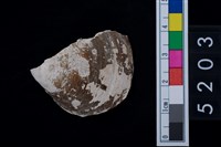 藏品(蛤)的圖片