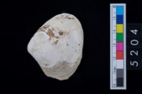 藏品(蛤)的圖片