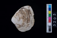 藏品(蛤)的圖片