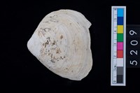 藏品(蛤)的圖片