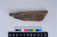 藏品(獸骨)的圖片